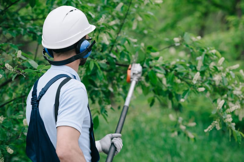 Bush & Tree Pruning